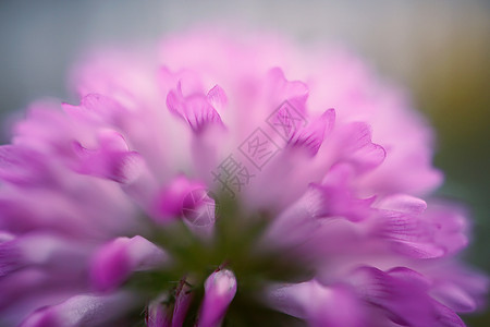 花园中美丽的粉色花朵背景图片