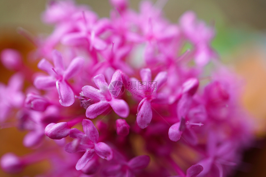 花园中美丽的粉红色花朵图片
