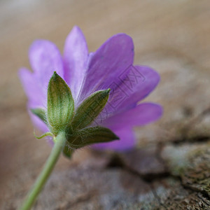 大自然中美丽的紫色花朵图片