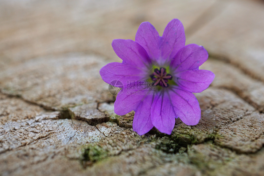 花园里美丽的紫色花朵图片