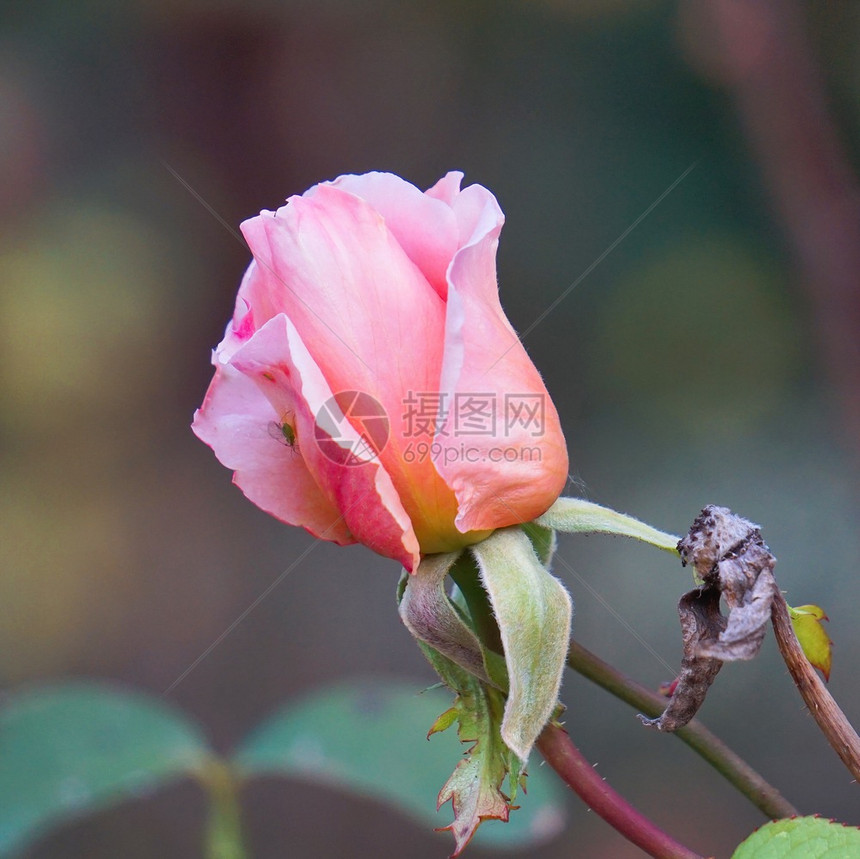 花园中美丽的粉红玫瑰花朵图片