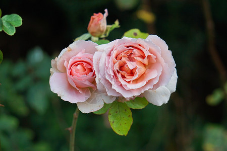 浪漫的粉红玫瑰在花园里盛开图片