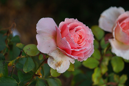 花园中美丽的粉红玫瑰花朵图片