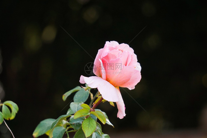 花园里浪漫的粉红花图片
