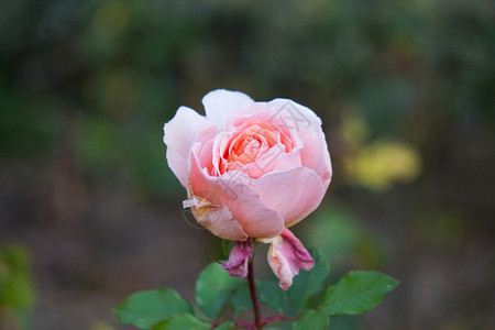 花园中的粉红玫瑰花背景图片