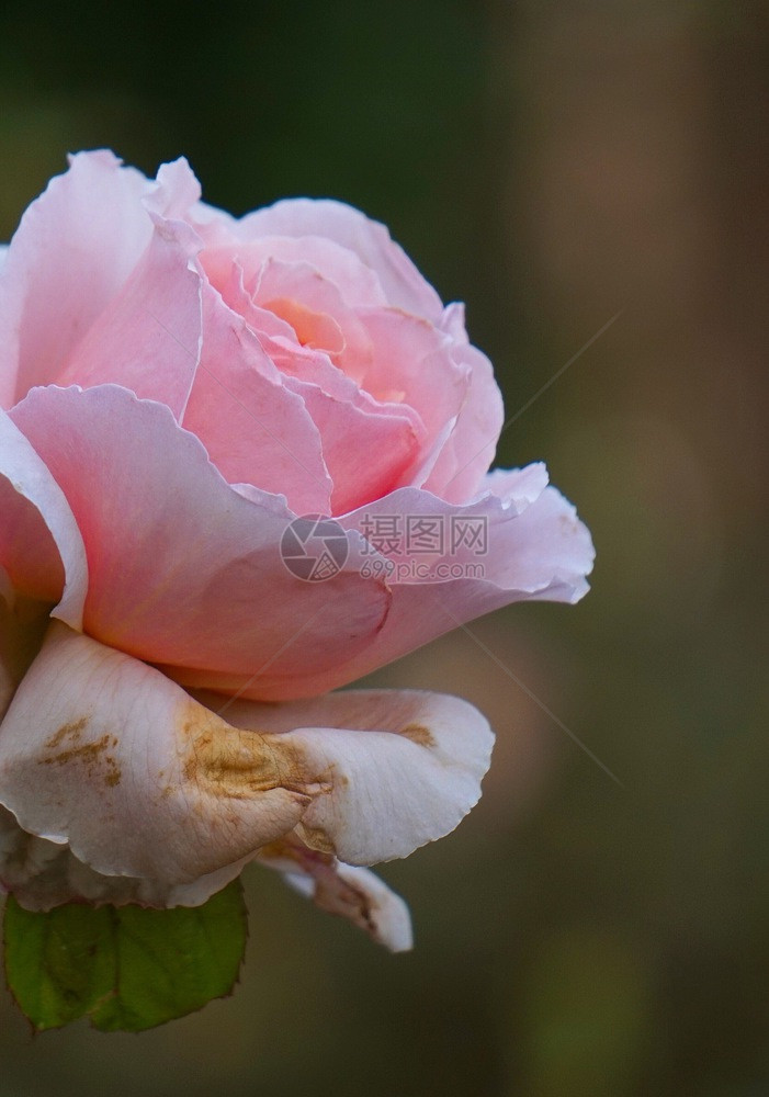 花园中美丽的粉色花朵图片