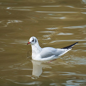 公园湖边的白海鸥背景图片