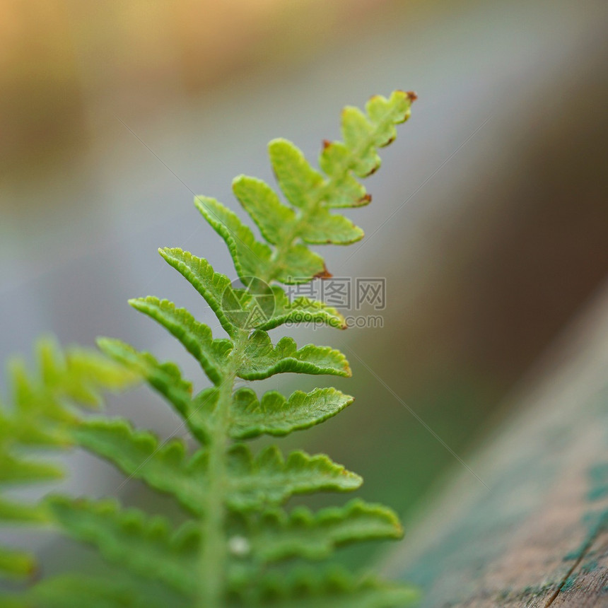 绿生植物树叶质图片