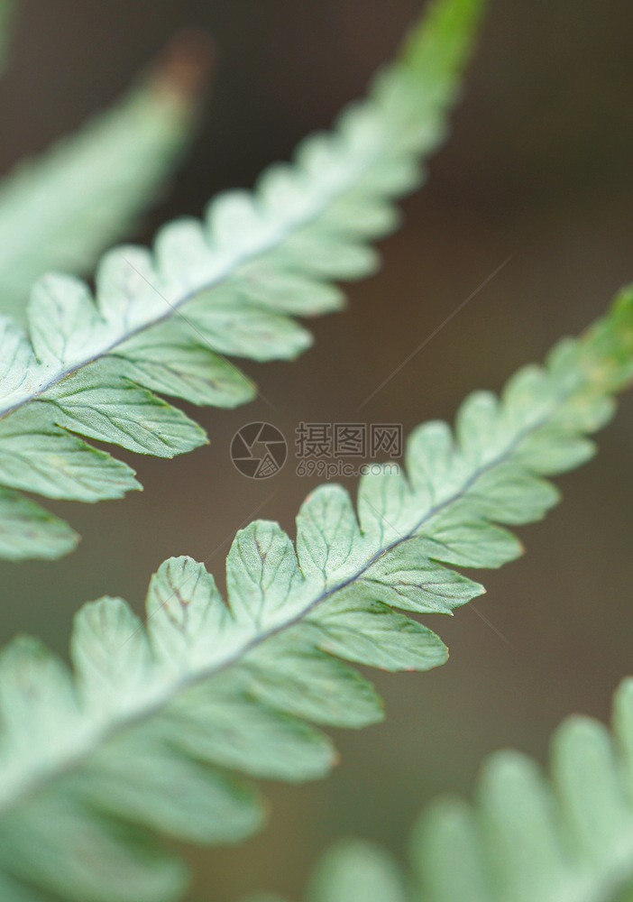 绿生植物树叶质图片