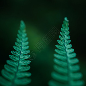 绿生植物叶质图片