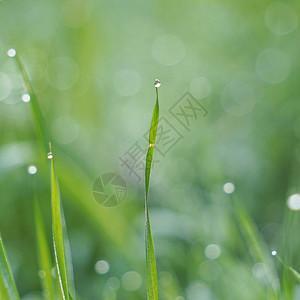 园里的绿草原上有雨滴背景图片