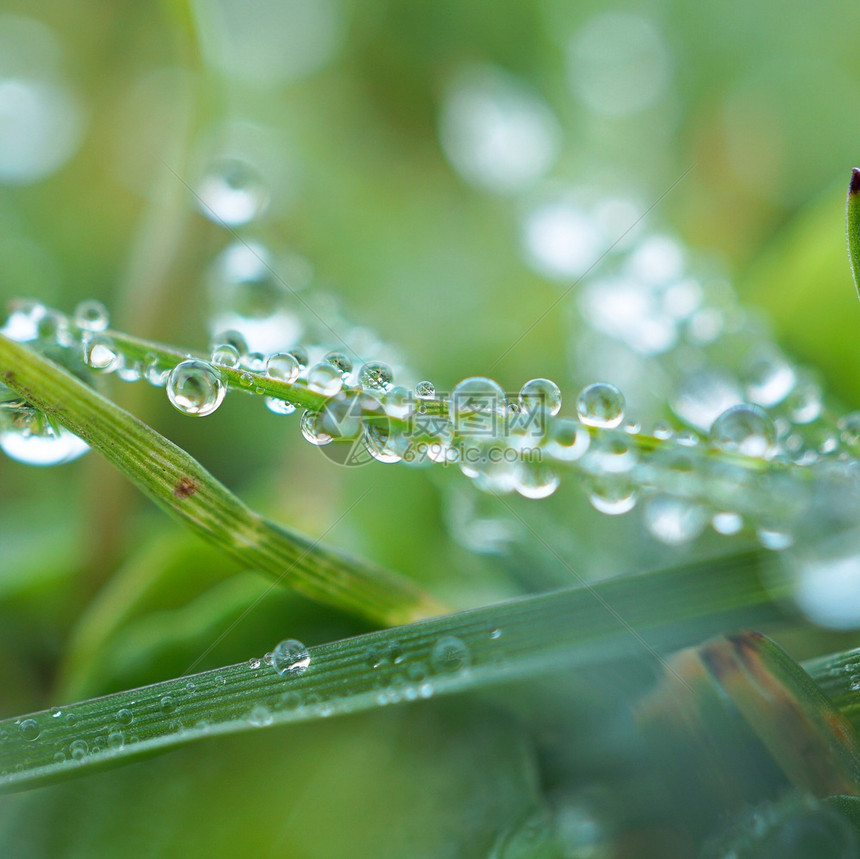 草原上叶子上的雨滴特写镜头图片