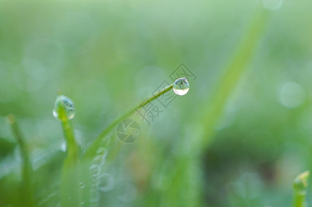 园里的绿草原上有雨滴背景图片