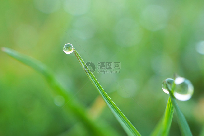 自然界的绿草原上有雨滴图片