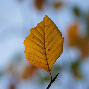 棕树叶背景图片