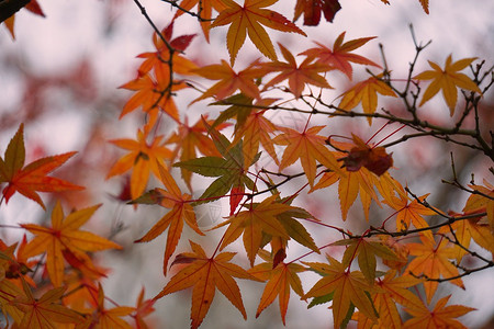 抽象棕色树叶背景图片