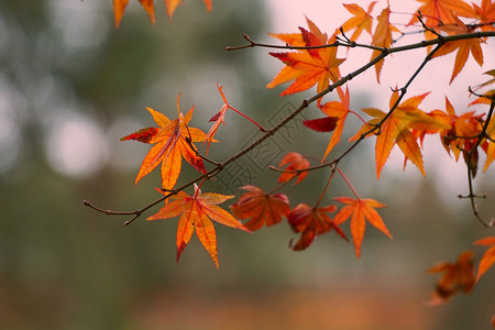 自然中的棕树叶背景图片