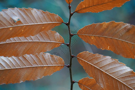 自然中的抽象树叶图片