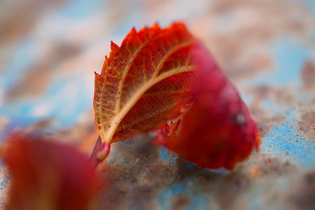 美丽的红树叶背景图片