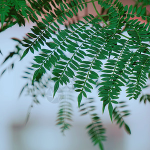 自然界中抽象的绿树叶背景图片