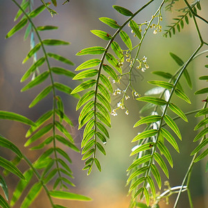 自然界中抽象的绿树叶背景图片