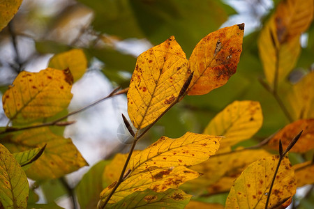 自然中的彩色树叶图片