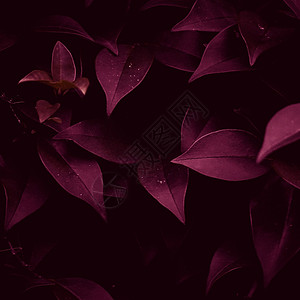 红色植物叶纹理图片
