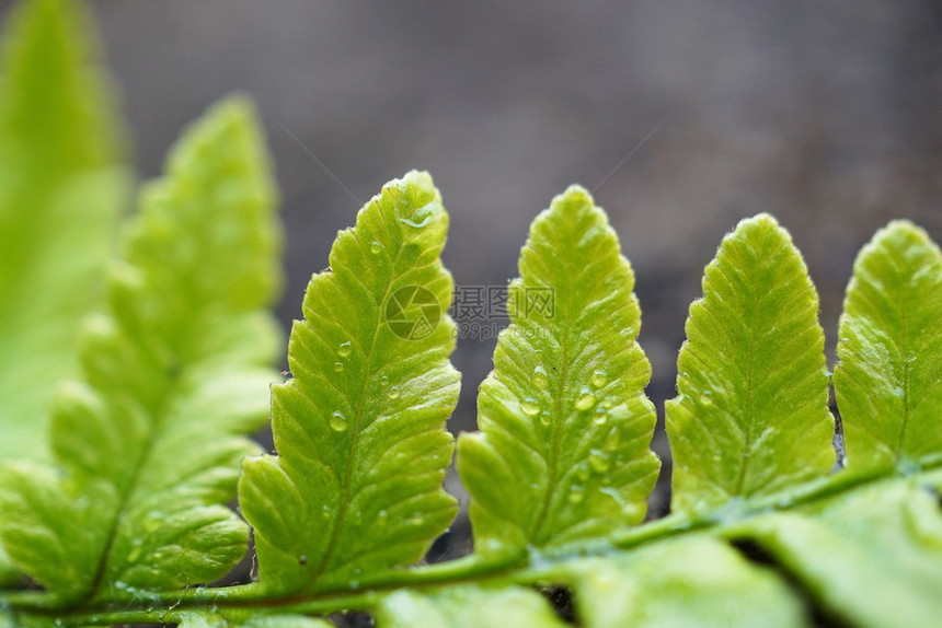 绿生植物叶图片