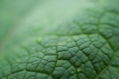 绿植物叶质图片