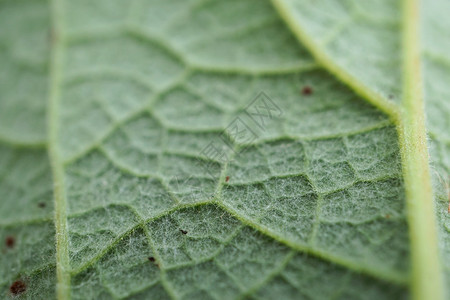 绿植物叶质图片