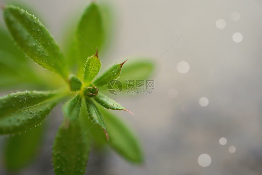 自然质的绿植物树叶图片