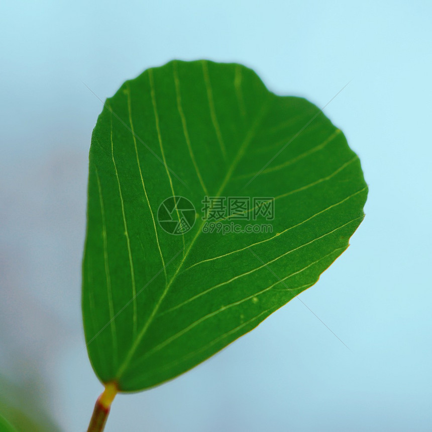 自然质的绿植物树叶图片