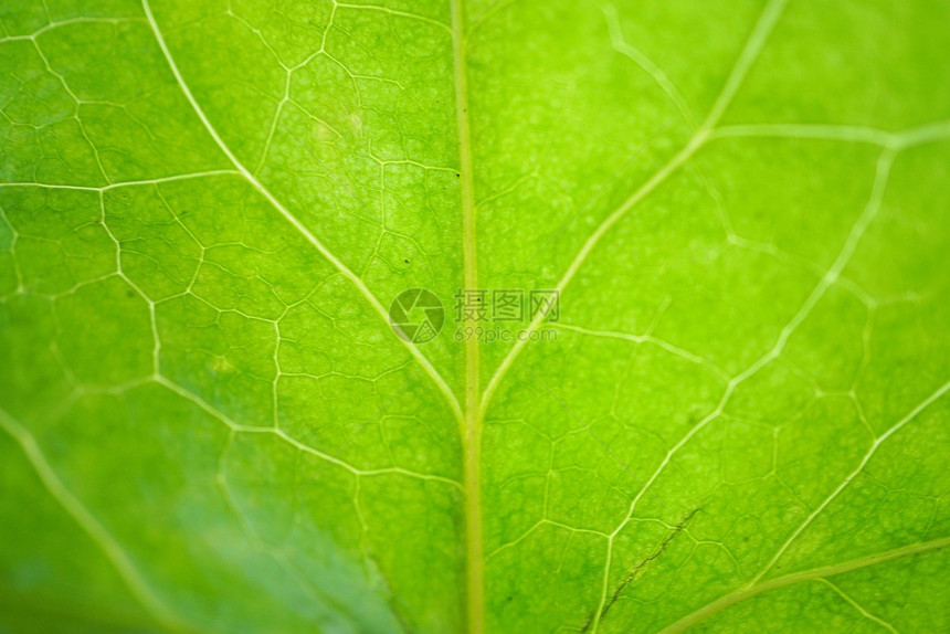 抽象绿色植物叶纹理图片