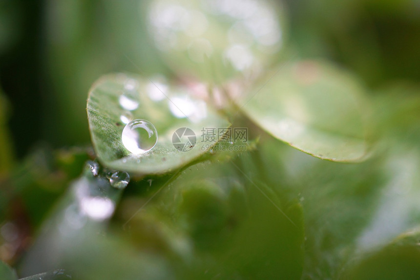 自然界中的绿植物叶上雨滴图片