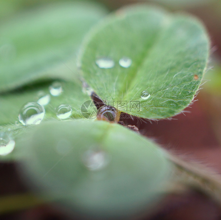 植物上有雨滴图片