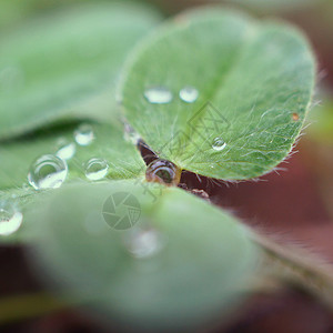 植物上有雨滴背景图片