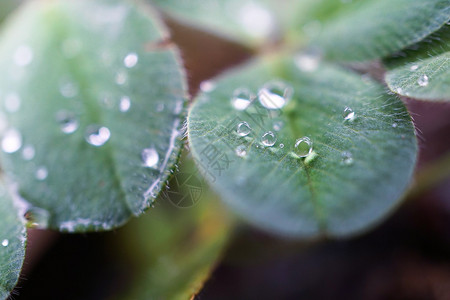 植物上有雨滴图片