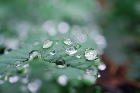 雨矢量自然界中的绿植物叶上雨滴背景