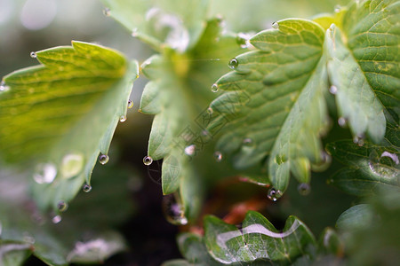 大自然中的绿植物降下雨水图片