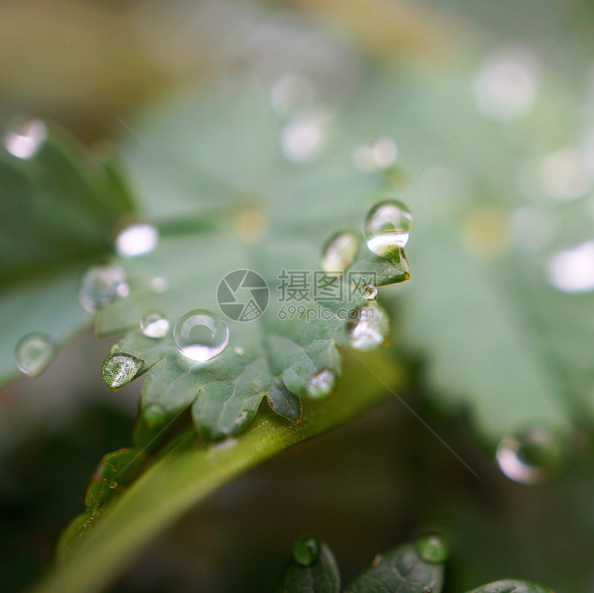 翠绿的植物上有雨滴图片