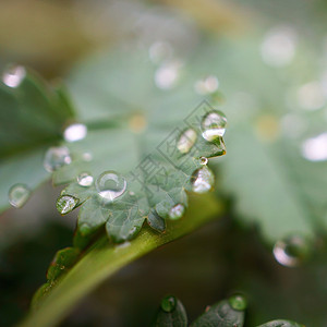 翠绿的植物上有雨滴背景图片