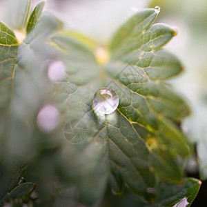 植物上有雨滴背景图片