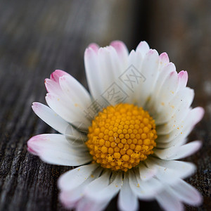 自然中的白菊花图片