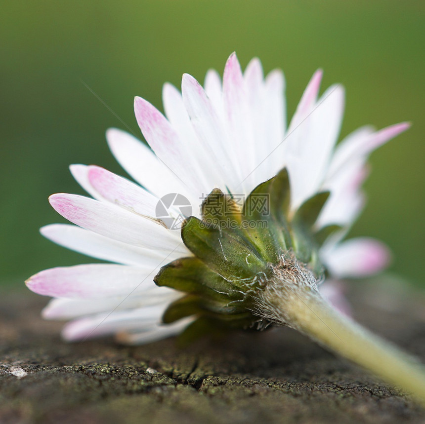 花园里的白菊图片