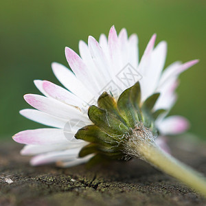 花园里的白菊图片