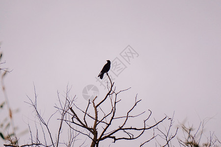 树上的黑乌鸦图片
