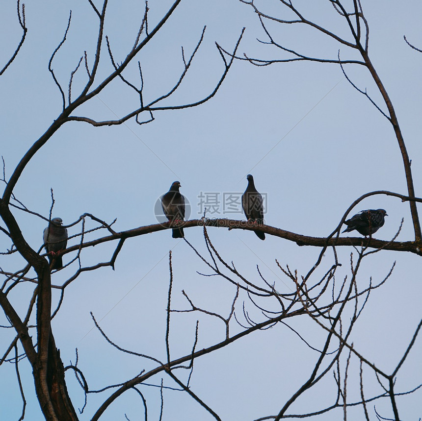 公园树上的鸽鸟图片