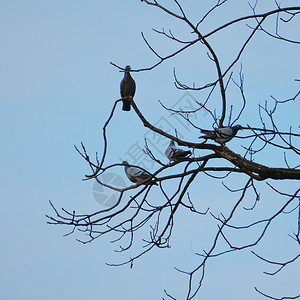 公园树上的鸽鸟图片