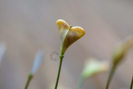 园中的植物图片