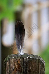 大自然的灰色羽毛图片